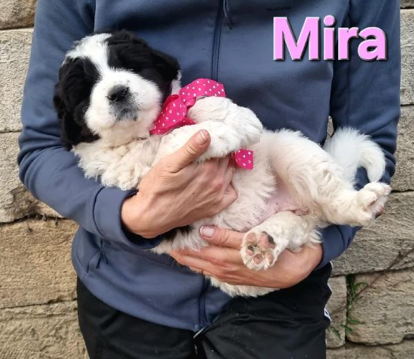 MIRA CUCCIOLA TAGLIA GRANDE Foto 6
