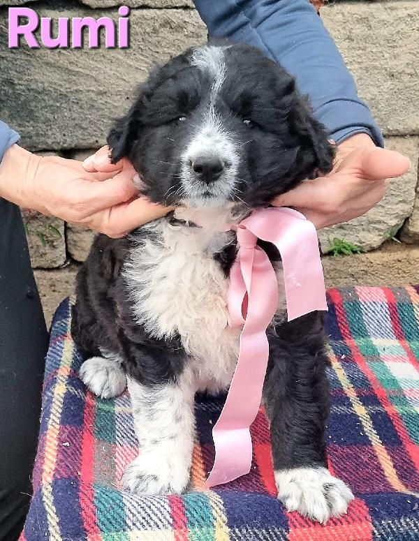 Rumi Cucciola Taglia Grande