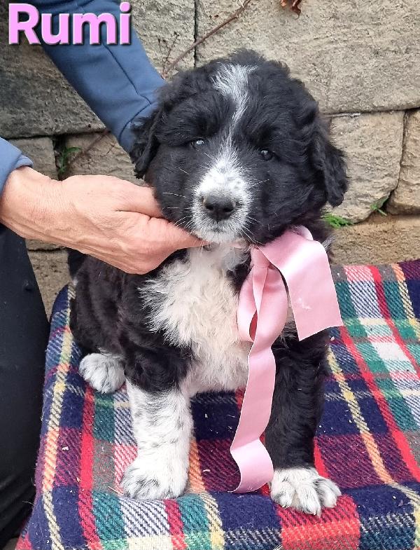 RUMI CUCCIOLA TAGLIA GRANDE Foto 2