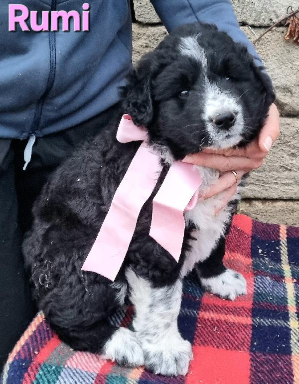 RUMI CUCCIOLA TAGLIA GRANDE Foto 3