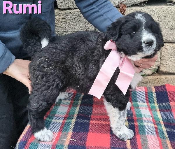 RUMI CUCCIOLA TAGLIA GRANDE Foto 4