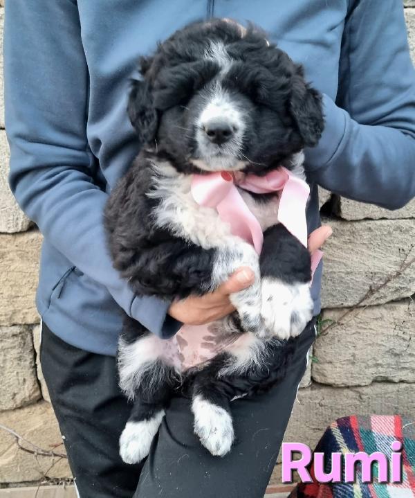RUMI CUCCIOLA TAGLIA GRANDE Foto 5