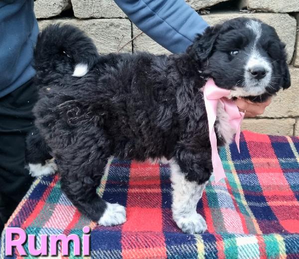RUMI CUCCIOLA TAGLIA GRANDE Foto 6