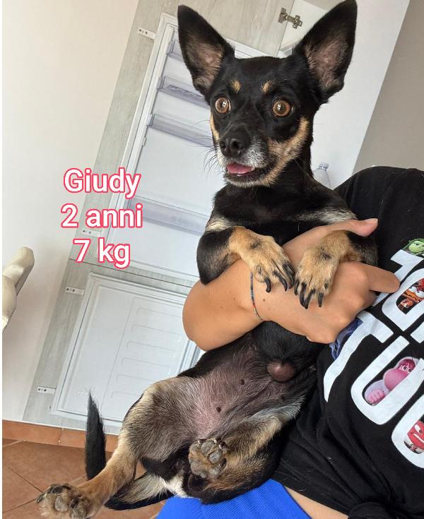 Piccoli cagnolini cercano casa  Foto 4