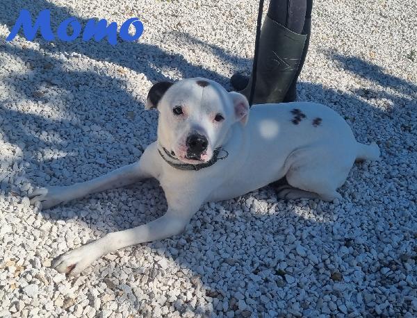 Momo Mix Pitbull