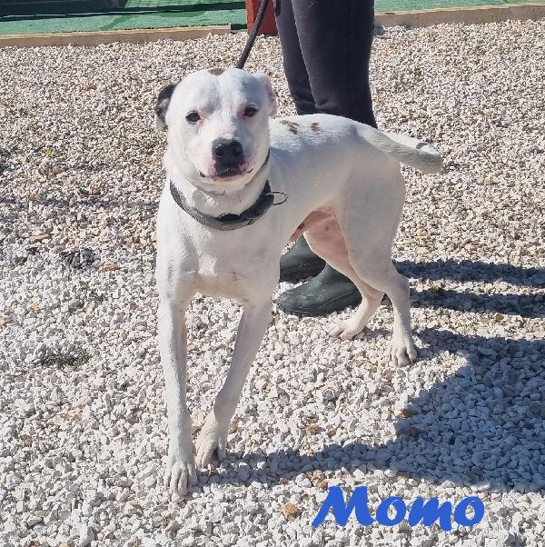 MOMO MIX PITBULL Foto 2