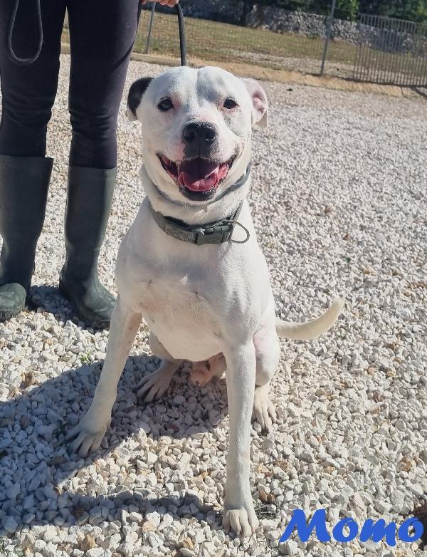 MOMO MIX PITBULL Foto 3