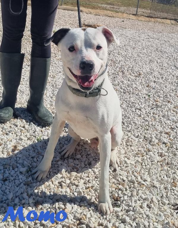 MOMO MIX PITBULL Foto 4