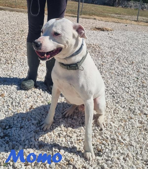 MOMO MIX PITBULL Foto 5