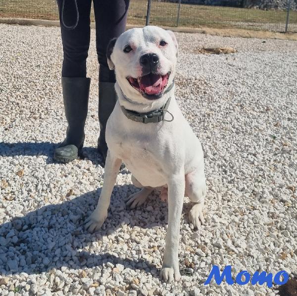 MOMO MIX PITBULL Foto 6