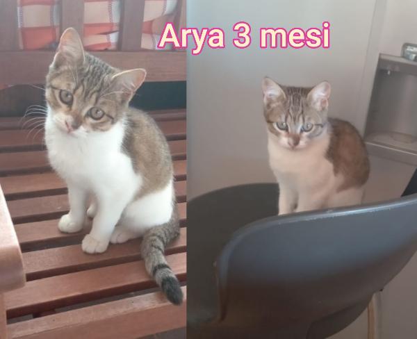 Miao: stupendi micetti Foto 5