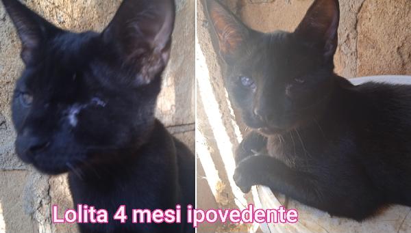 Miao: stupendi micetti Foto 8