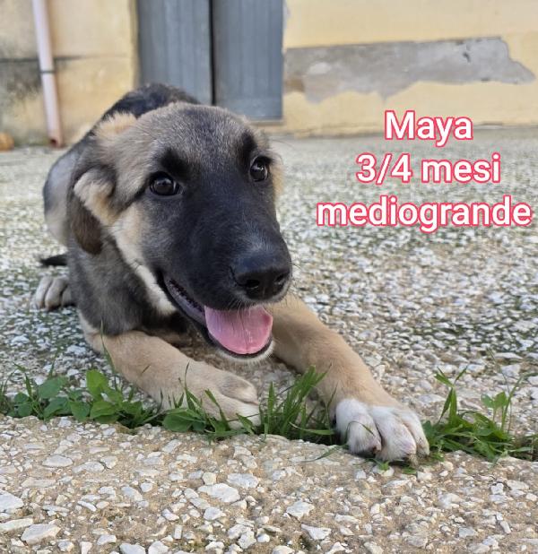 Cuccioli buttati a morire  Foto 5