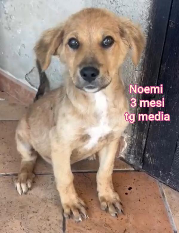 Cuccioli buttati a morire  Foto 8