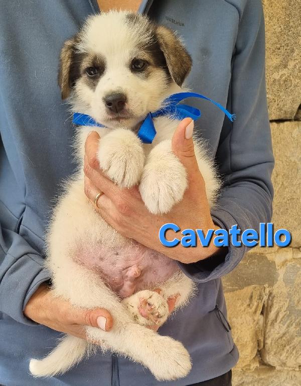 Cavatello Cuccio Taglia Media