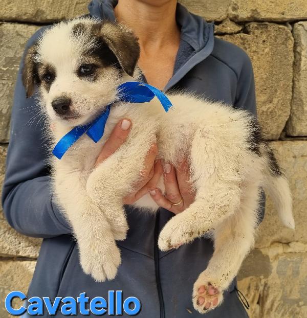 CAVATELLO CUCCIO TAGLIA MEDIA Foto 2