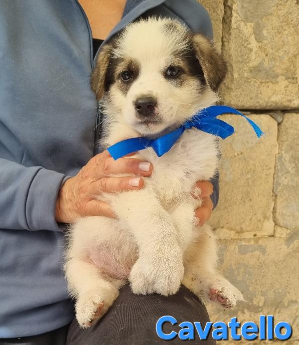 CAVATELLO CUCCIO TAGLIA MEDIA Foto 3