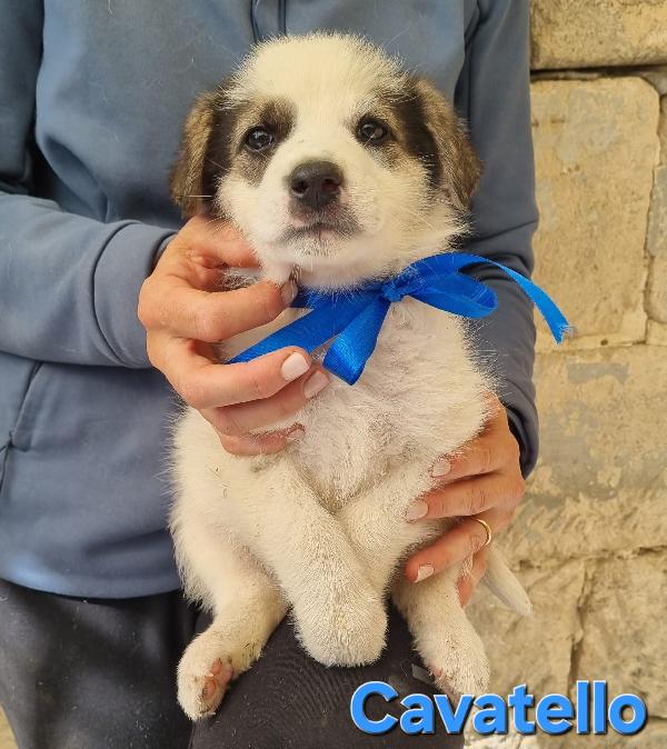 CAVATELLO CUCCIO TAGLIA MEDIA Foto 4