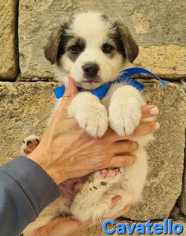 CAVATELLO CUCCIO TAGLIA MEDIA Foto 5