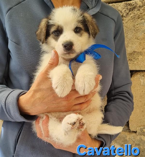 CAVATELLO CUCCIO TAGLIA MEDIA Foto 6