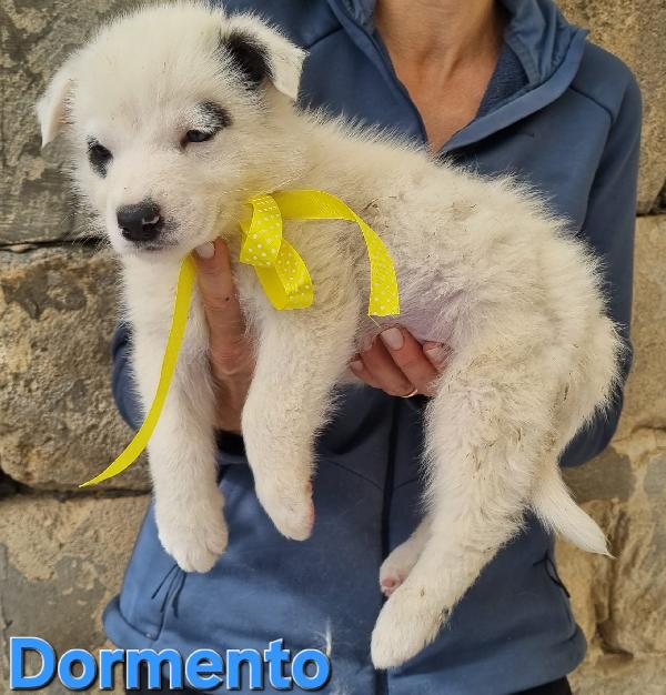 DORMENTO CUCCIOLO TAGLIA MEDIA Foto 2