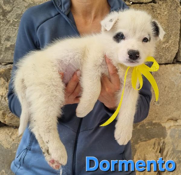 DORMENTO CUCCIOLO TAGLIA MEDIA Foto 3