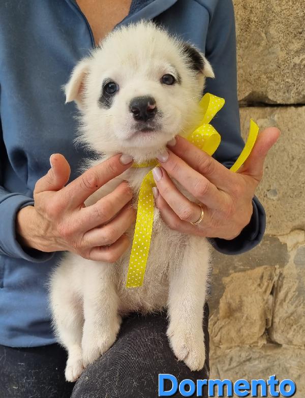 DORMENTO CUCCIOLO TAGLIA MEDIA Foto 4