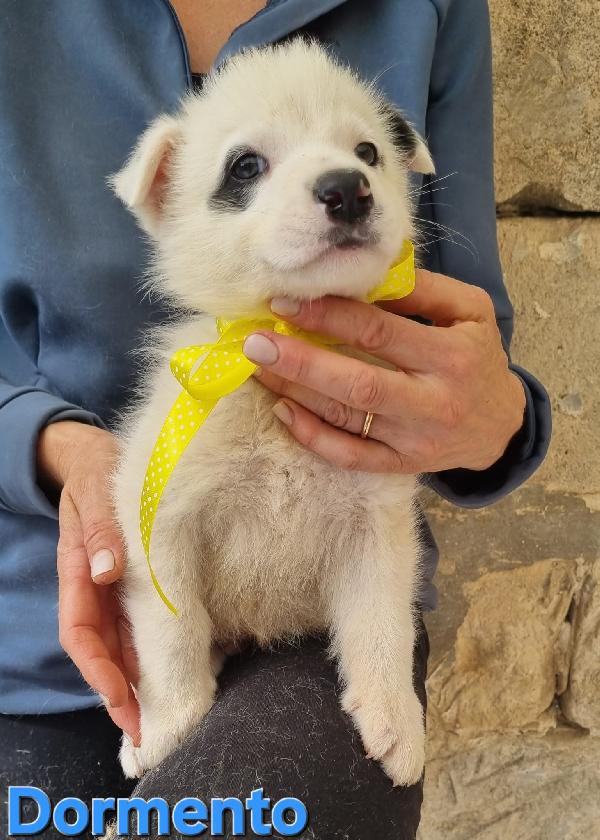 DORMENTO CUCCIOLO TAGLIA MEDIA Foto 5