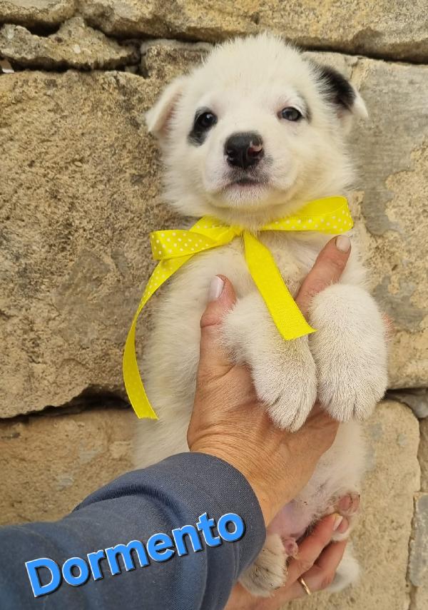 DORMENTO CUCCIOLO TAGLIA MEDIA Foto 6