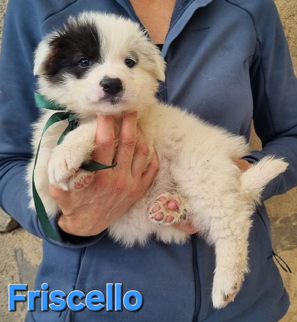 FRISCELLO CUCCIOLO TAGLIA MEDIA Foto 2