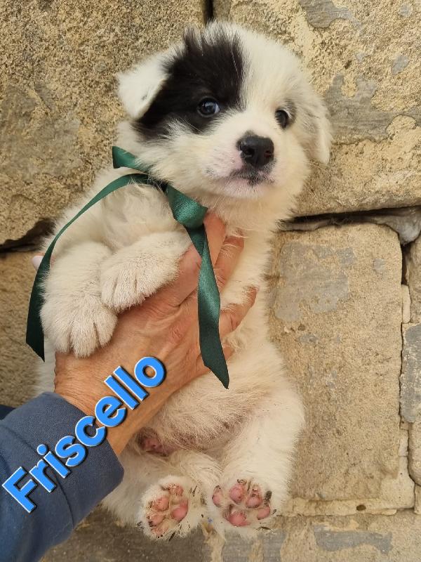 FRISCELLO CUCCIOLO TAGLIA MEDIA Foto 3