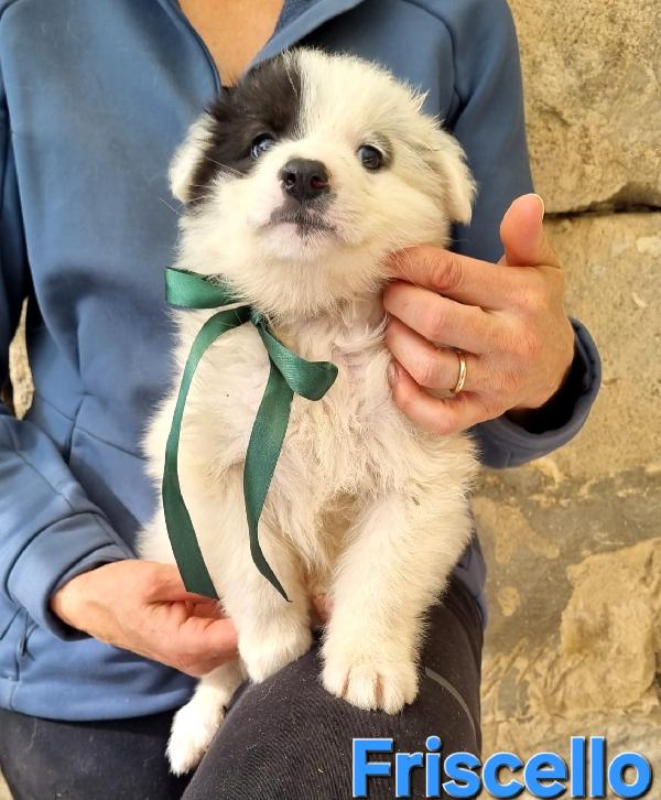 FRISCELLO CUCCIOLO TAGLIA MEDIA Foto 4