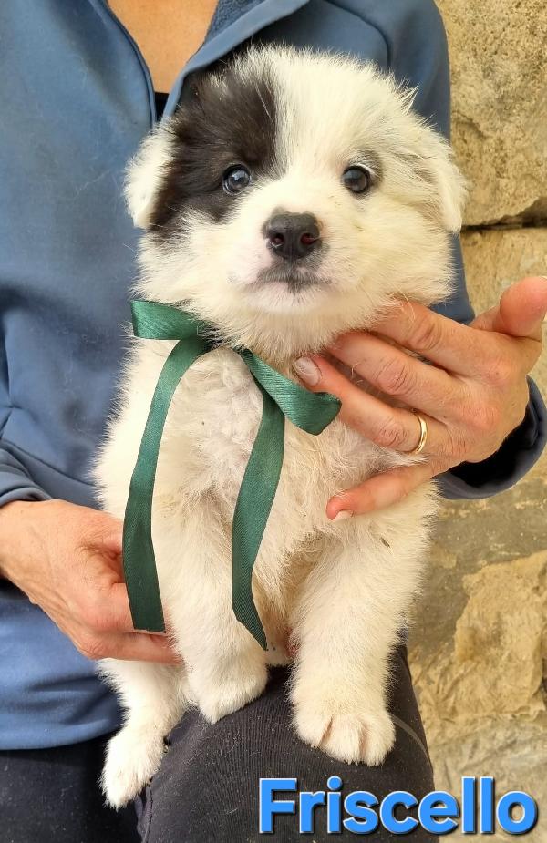 FRISCELLO CUCCIOLO TAGLIA MEDIA Foto 5