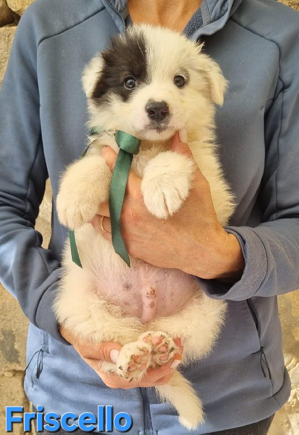 FRISCELLO CUCCIOLO TAGLIA MEDIA Foto 6