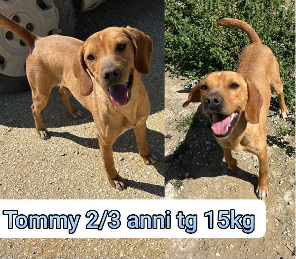 Piccoli cagnolini da adottare  Foto 6