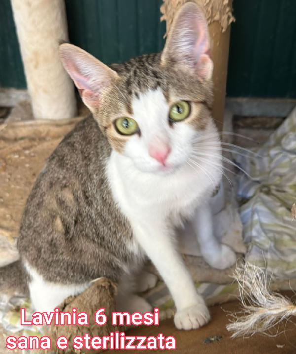 TANTI GATTINI SOLI  Foto 7