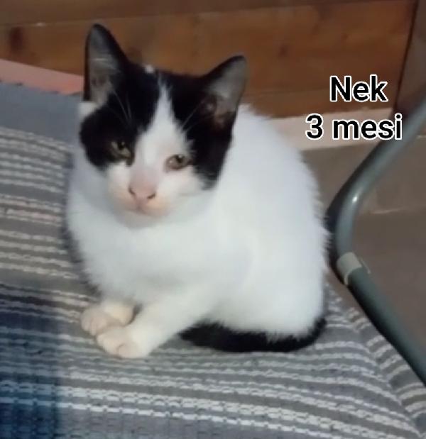 TANTI GATTINI SOLI  Foto 8