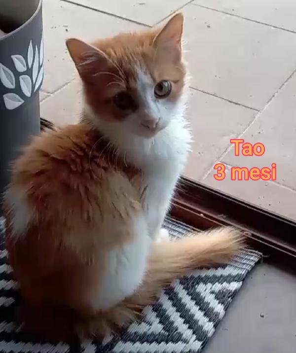 TANTI GATTINI SOLI  Foto 9