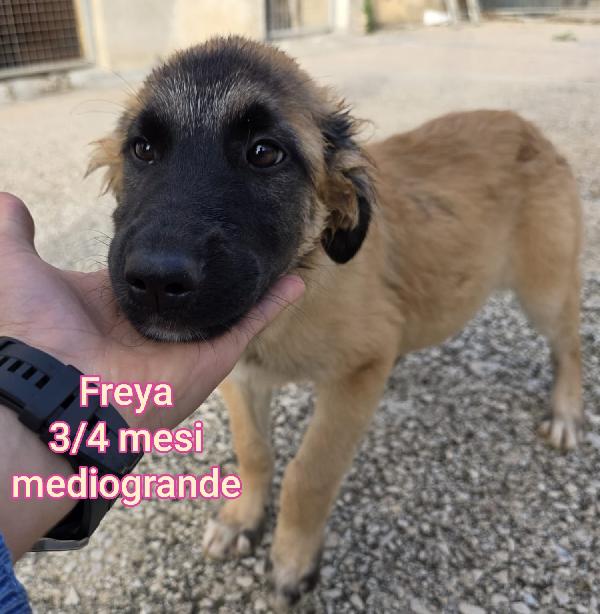 Cuccioli soli in rifugio  Foto 8