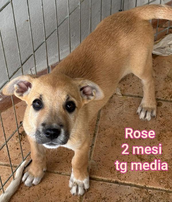 Cuccioli soli in rifugio  Foto 9