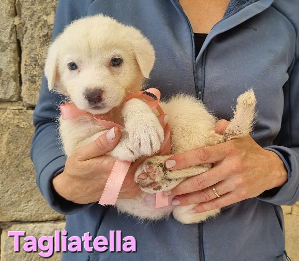 TAGLIATELLA CUCCIOLA TAGLIA MEDIA Foto 2