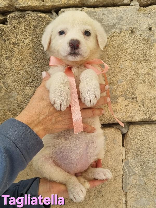 TAGLIATELLA CUCCIOLA TAGLIA MEDIA Foto 3