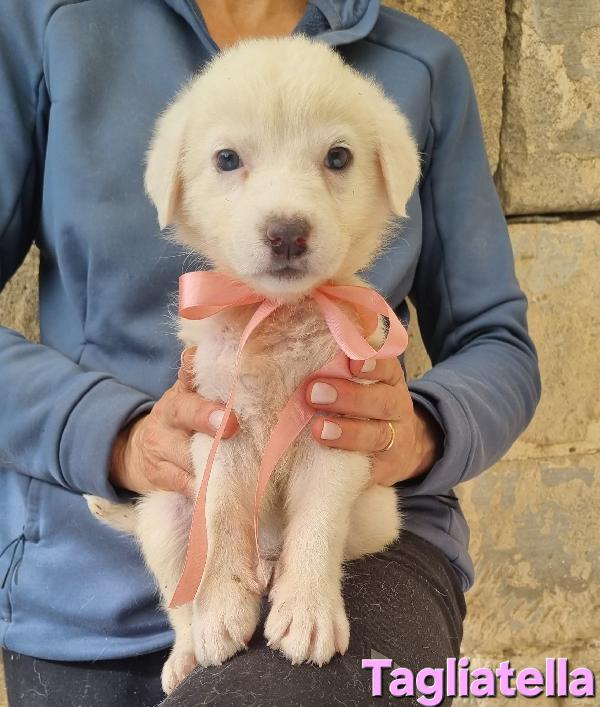 TAGLIATELLA CUCCIOLA TAGLIA MEDIA Foto 4