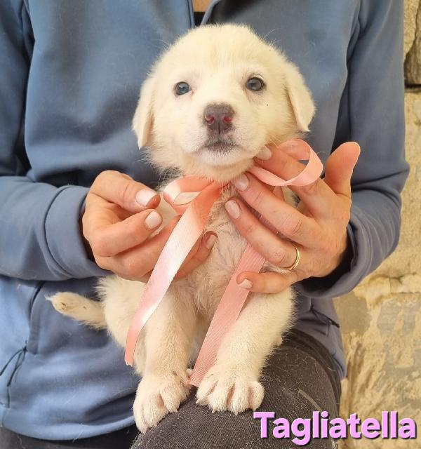 TAGLIATELLA CUCCIOLA TAGLIA MEDIA Foto 5