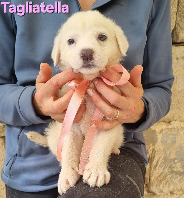 TAGLIATELLA CUCCIOLA TAGLIA MEDIA Foto 6