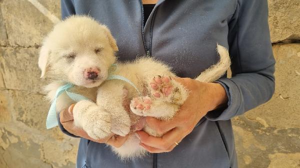 TARALLINO CUCCIOLO TAGLIA MEDIA Foto 2