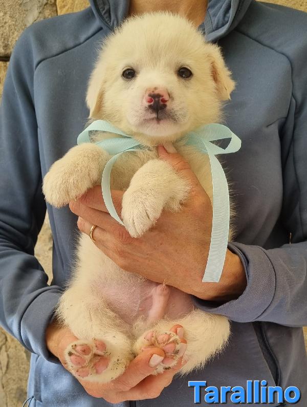 TARALLINO CUCCIOLO TAGLIA MEDIA Foto 3