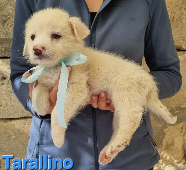 TARALLINO CUCCIOLO TAGLIA MEDIA Foto 4