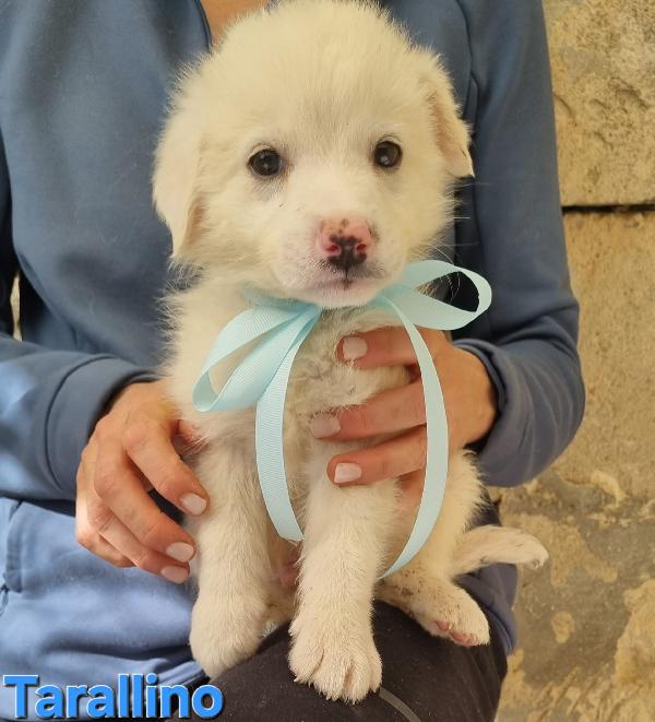 TARALLINO CUCCIOLO TAGLIA MEDIA Foto 5