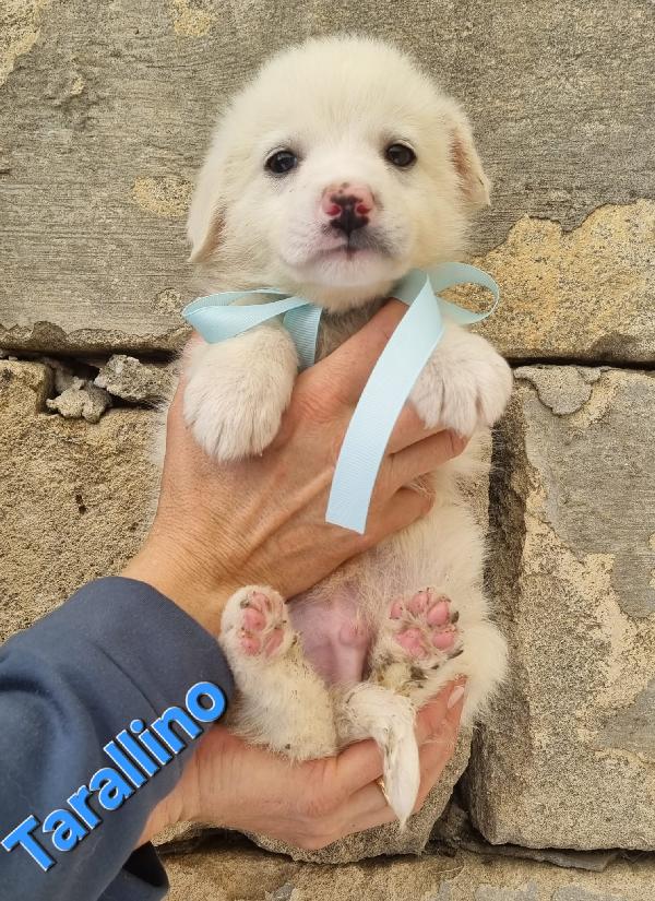 TARALLINO CUCCIOLO TAGLIA MEDIA Foto 6